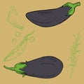 Eggplants and herbs sketch. Hand drawn vector.